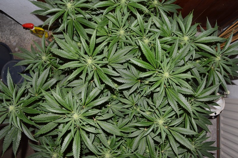 22.02.2022 G13 Haze 4 days in fl (7)