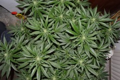 22.02.2022 G13 Haze 4 days in fl (7)