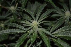 22.02.2022 G13 Haze 4 days in fl (5)