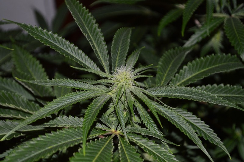 22.02.2022 G13 Haze 4 days in fl (6)