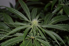 22.02.2022 G13 Haze 4 days in fl (6)