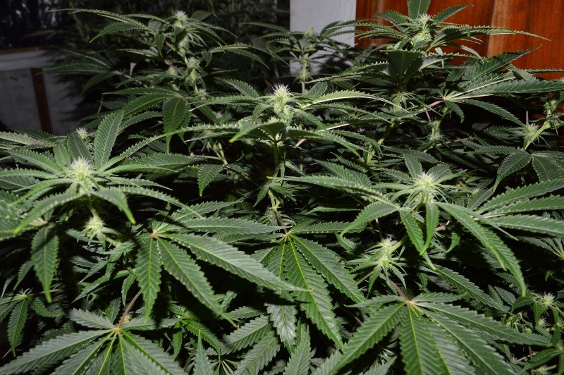 22.02.2022 G13 Haze 4 days in fl (10)