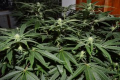 22.02.2022 G13 Haze 4 days in fl (10)