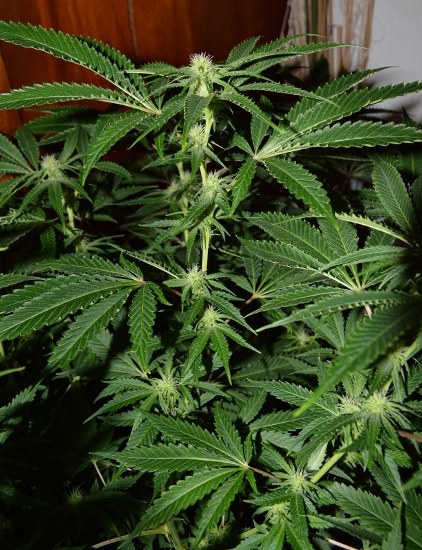 22.02.2022 G13 Haze 4 days in fl (9)