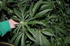 22.02.2022 G13 Haze 4 days in fl (16)