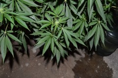 22.02.2022 G13 Haze 4 days in fl (13)