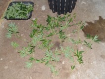 22.02.2022 G13 Haze 4 days in fl (18)