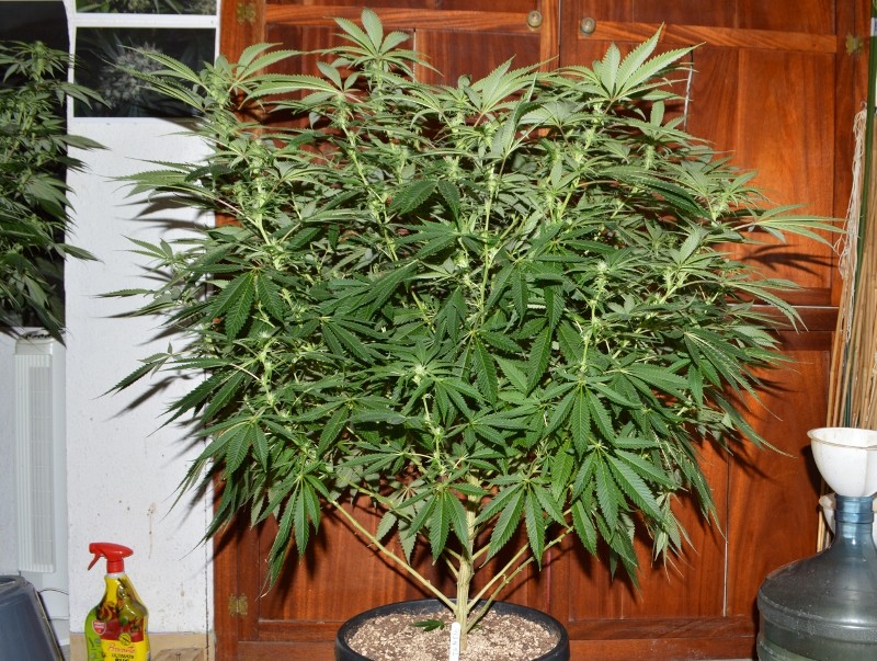 22.02.2022 G13 Haze 4 days in fl (19)