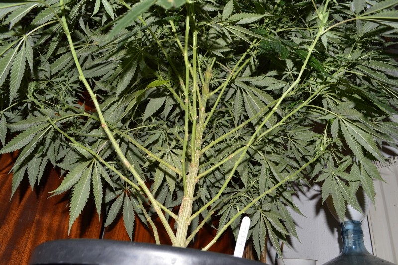 22.02.2022 G13 Haze 4 days in fl (20)