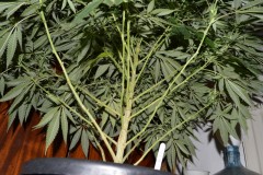 22.02.2022 G13 Haze 4 days in fl (20)