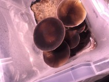 EFEFA19D-8D26-4BF2-B8CD-B5091E2A4D99