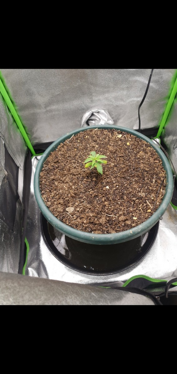 Screenshot_20220225-125343_Gallery