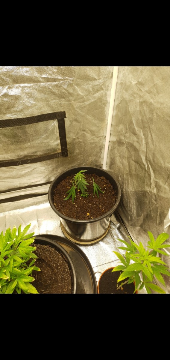 Screenshot_20220225-125351_Gallery