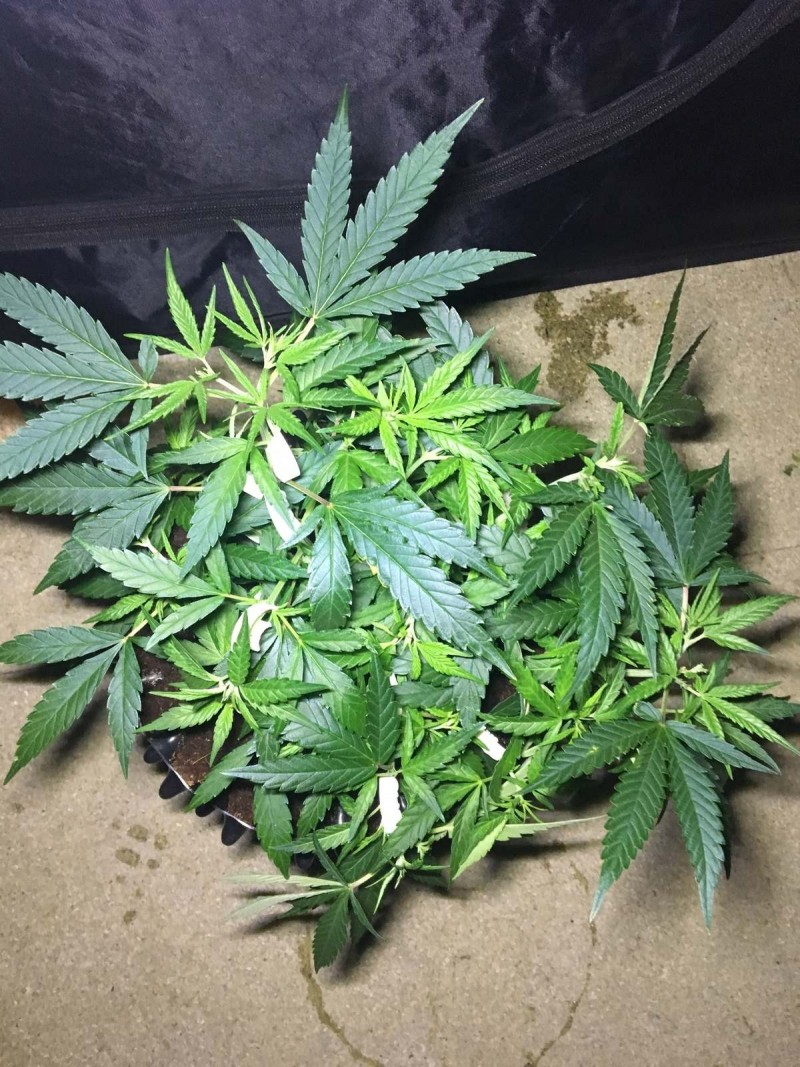 Francos Lemon Cheese - Coco Run