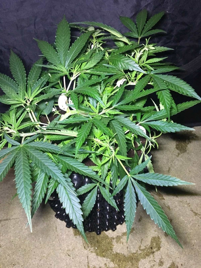 Francos Lemon Cheese - Coco Run