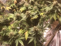 508E88E4-2DF9-4AA1-8BBF-CFA8FDE8D368