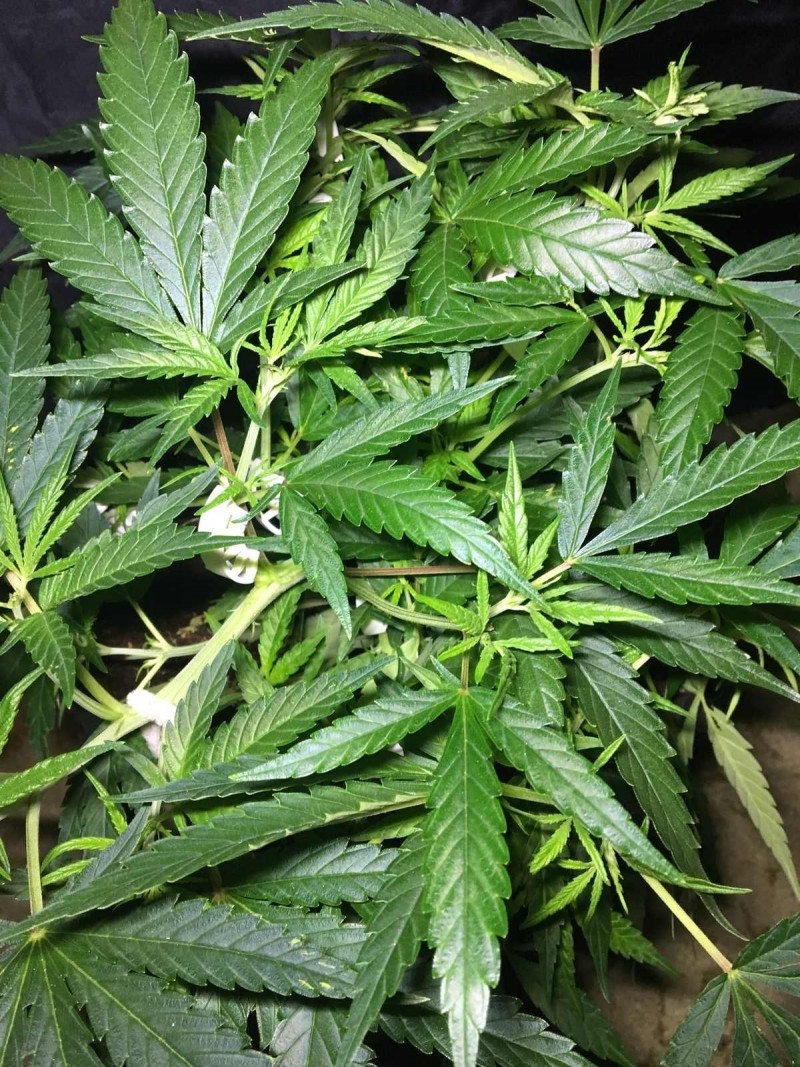 Francos Lemon Cheese - Coco Run