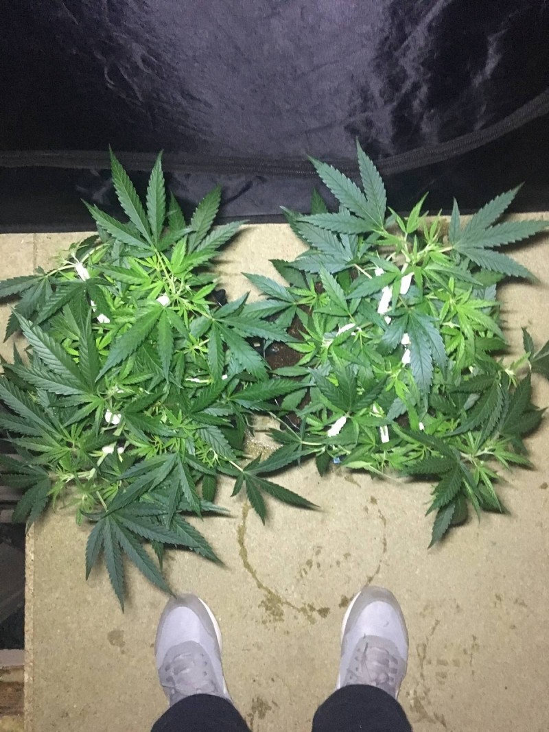 Francos Lemon Cheese - Coco Run