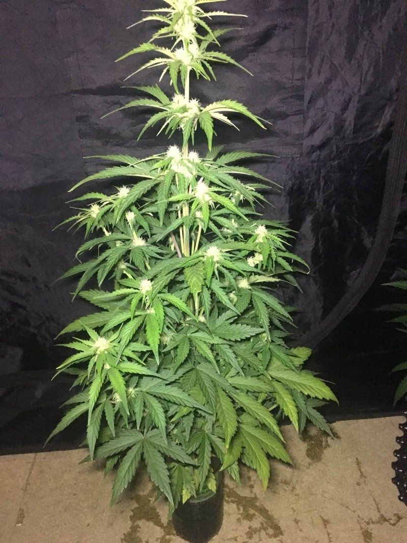 2l Seed Stockers Auto Grow - 2018