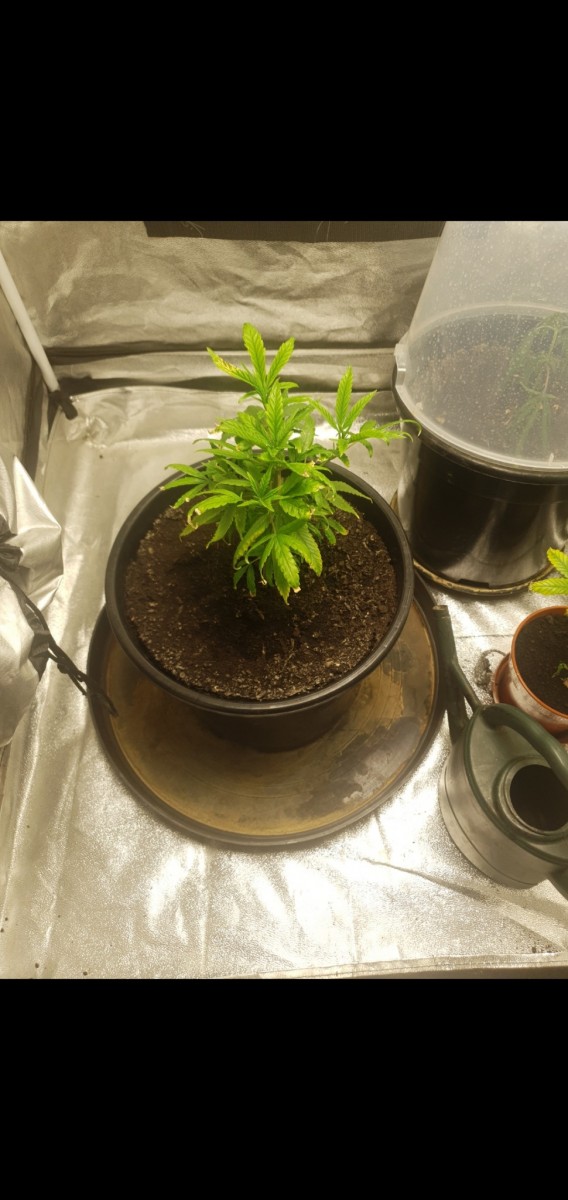 Screenshot_20220227-113149_Gallery