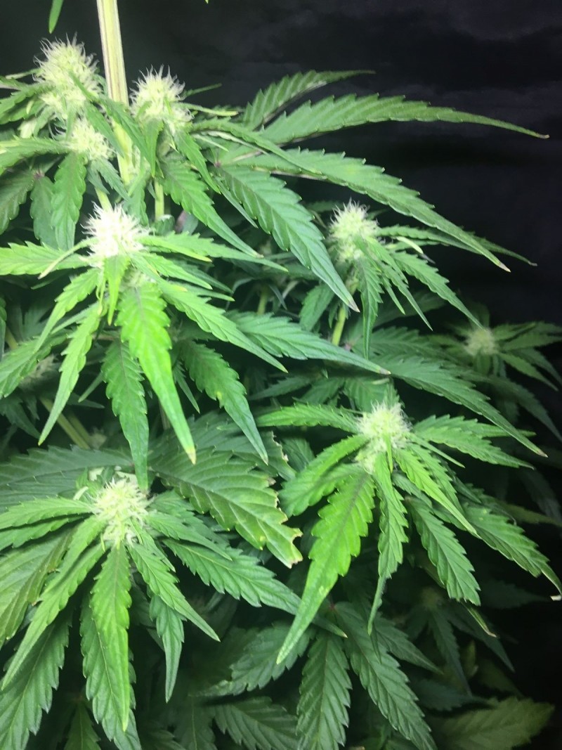 2l Seed Stockers Auto Grow - 2018