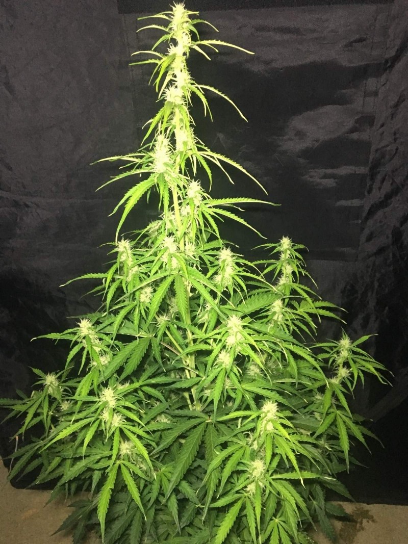 2l Seed Stockers Auto Grow - 2018