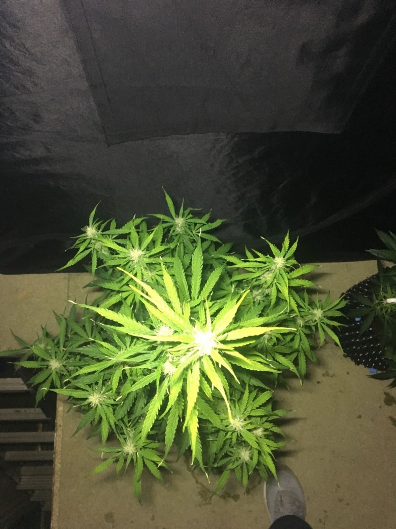 2l Seed Stockers Auto Grow - 2018