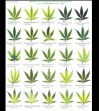 Screenshot_20220301-084133_Samsung Notes