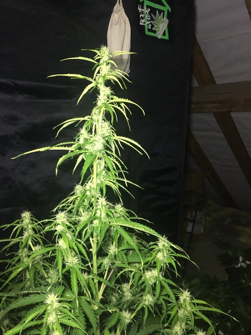 2l Seed Stockers Auto Grow - 2018