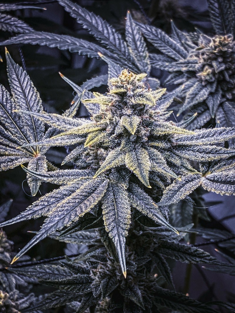 AEE4D925-9FC1-4472-809C-67B565525BE7