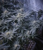 39E94BC1-7067-419A-9D74-24D3CE3F1F17