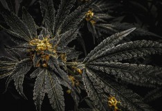 2FC8ACF7-F820-4E11-8548-DDDCFBFDEF67