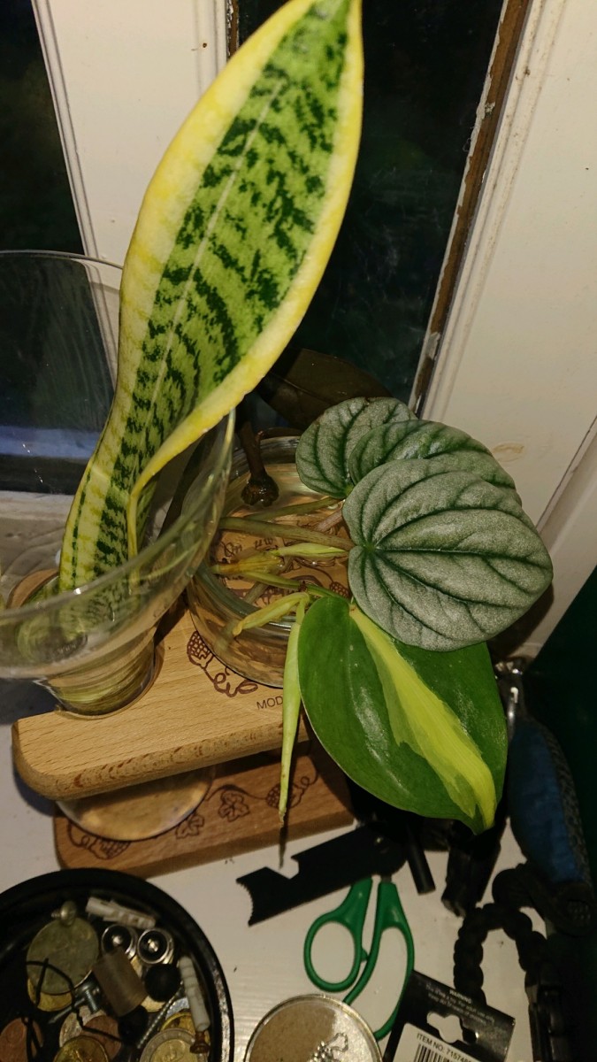 obscura1646243643920