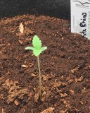 C7A52D43-BD64-4028-AF0F-D63E7B6A0CB6