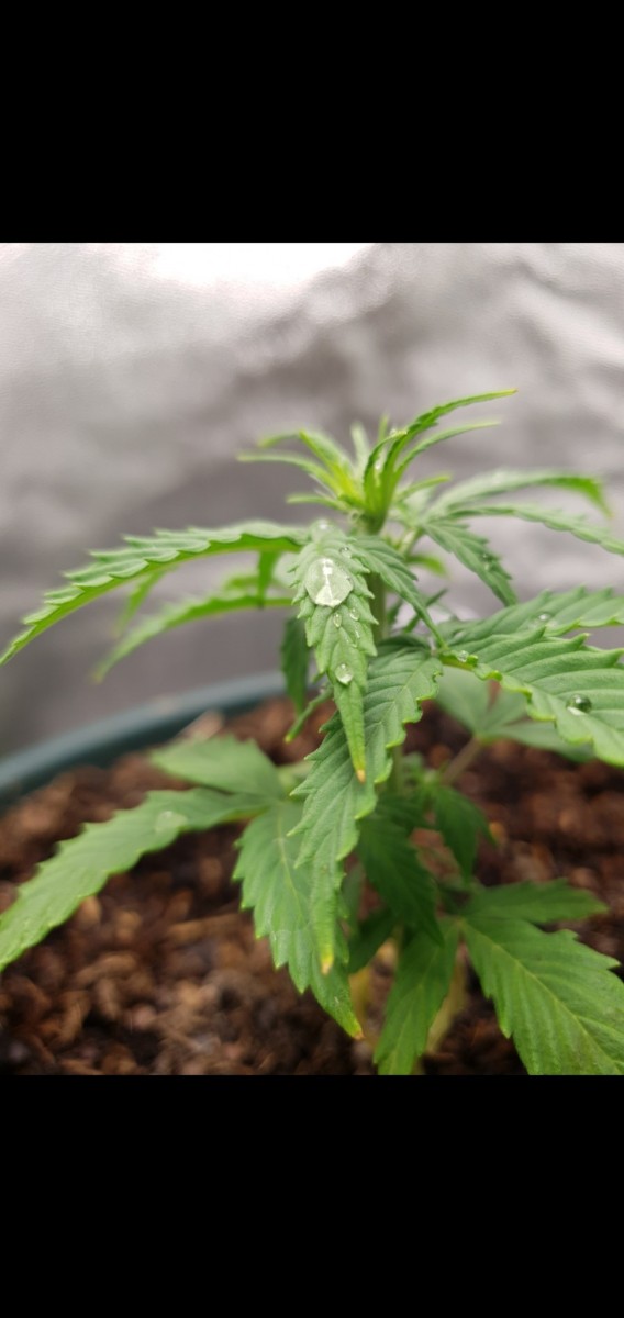 Screenshot_20220307-080944_Gallery