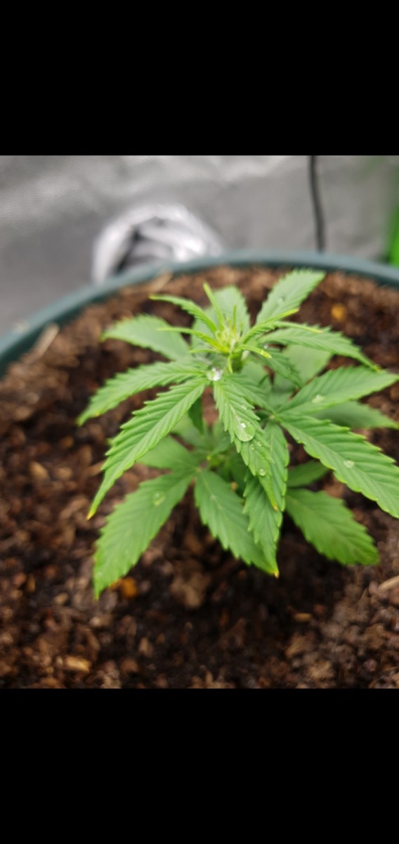 Screenshot_20220307-080948_Gallery