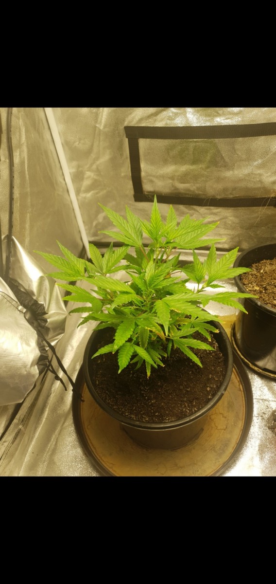 Screenshot_20220308-213016_Gallery