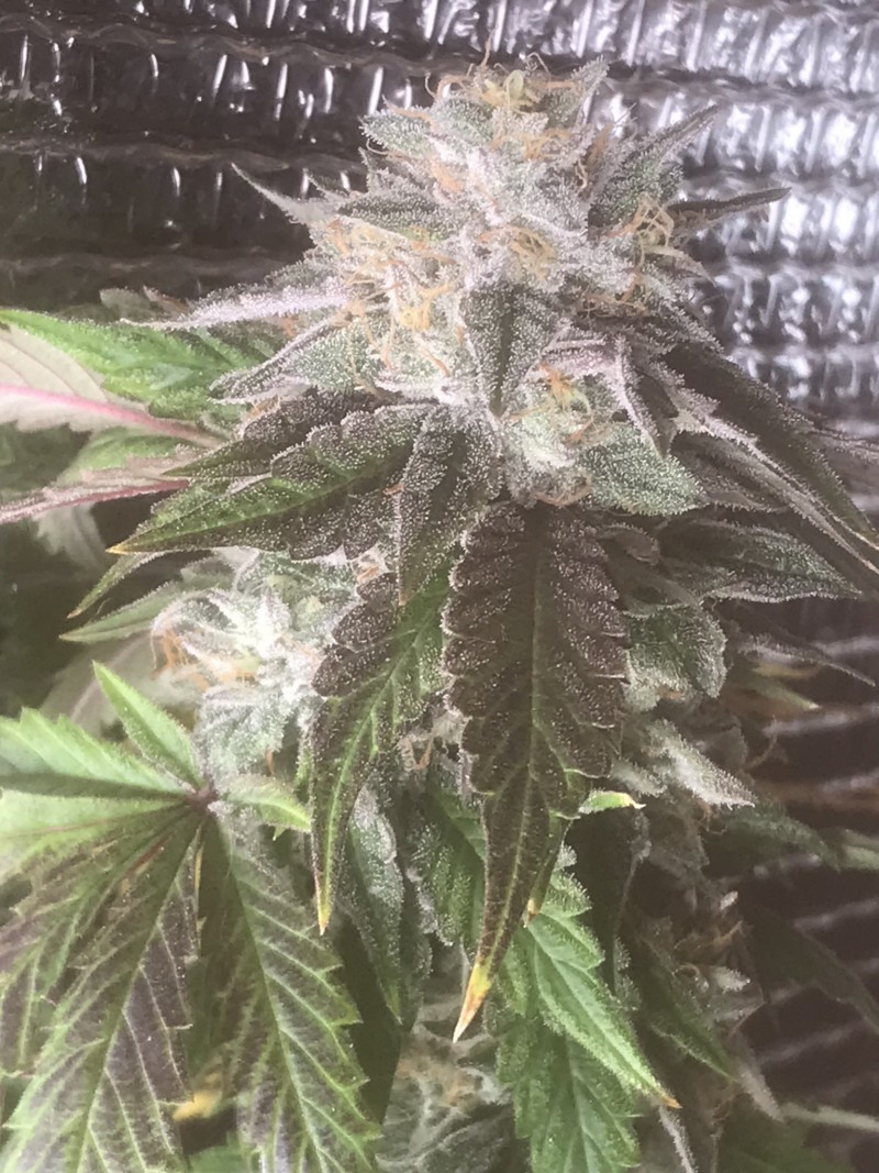 8B364B30-D32F-46EF-8185-40BE54B585B4