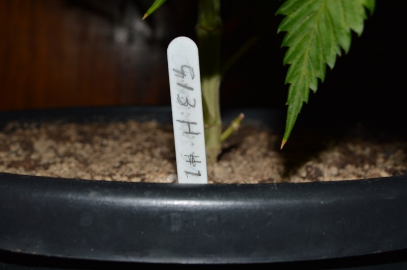 G13 Haze #1 18 days fl (1) (800x532)