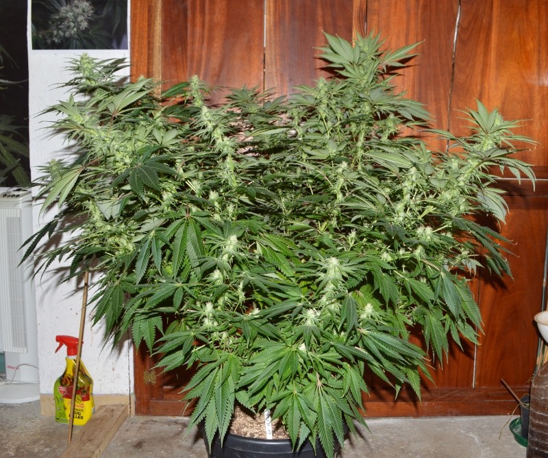 G13 Haze #1 18 days fl (2) (800x669)