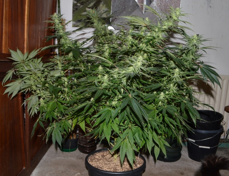 G13 Haze #1 18 days fl (3) (800x614)