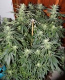 G13 Haze #1 18 days fl (6) (653x800)