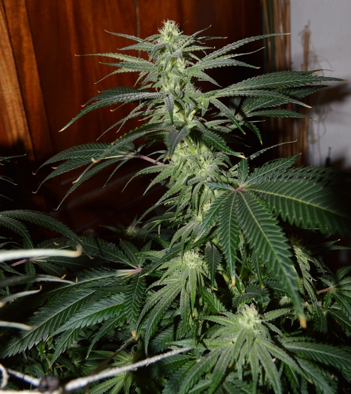 G13 Haze #1 18 days fl (7) (712x800)