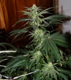 G13 Haze #1 18 days fl (7) (712x800)