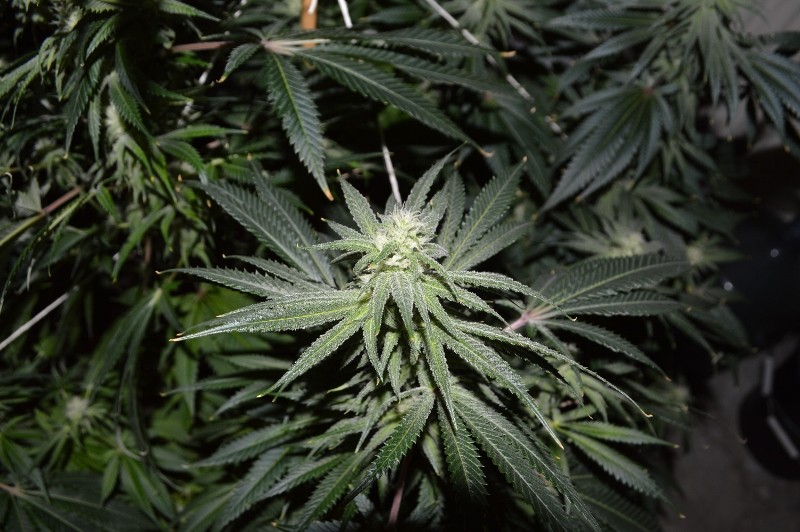 G13 Haze #1 18 days fl (8) (800x532)