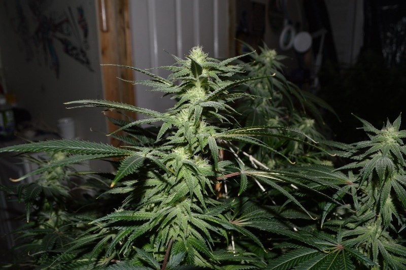 G13 Haze #1 18 days fl (9) (800x532)