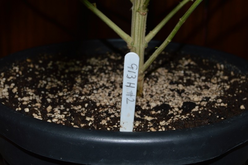 G13 Haze #2 18 days fl (1) (800x532)