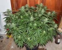 G13 Haze #2 18 days fl (3) (800x639)