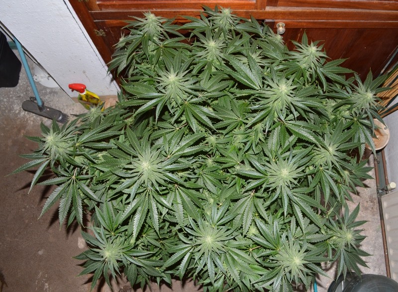 G13 Haze #2 18 days fl (5) (800x587)