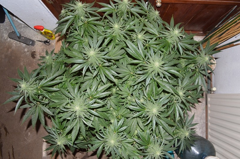 G13 Haze #2 18 days fl (6) (800x532)